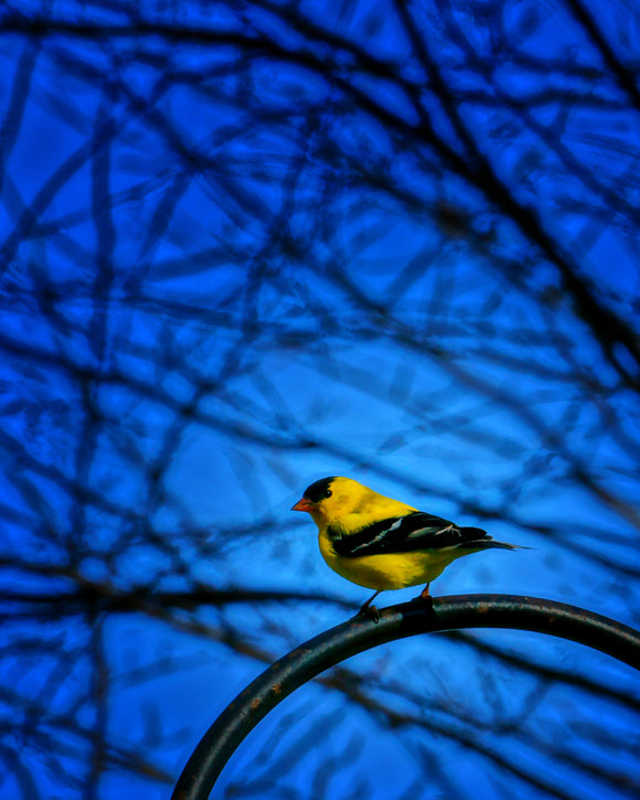 Ron Bruner's - Yellow Finch - Somerset County Photo Note Cards - 6PKG.
